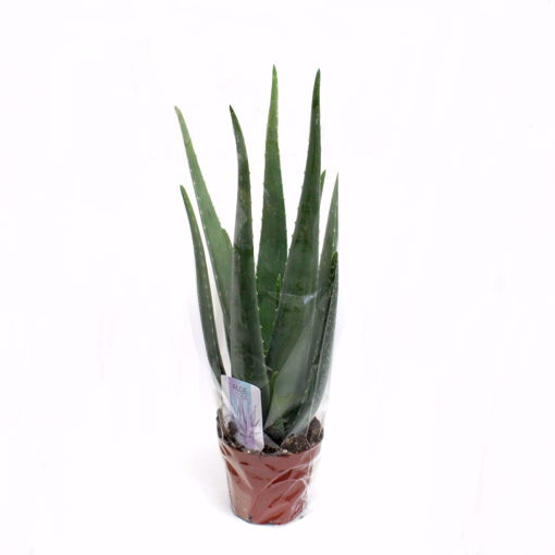 Picture of Aloe Vera Live Potted House Plant 