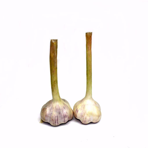 Picture of Fresh Garlic Single