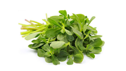 Picture of Purslane 